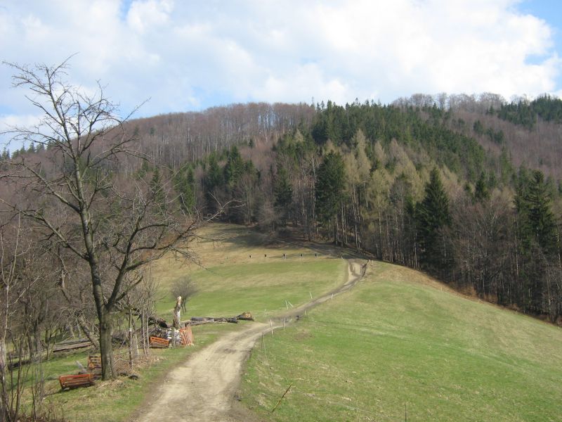 Górska ścieżna na polanie